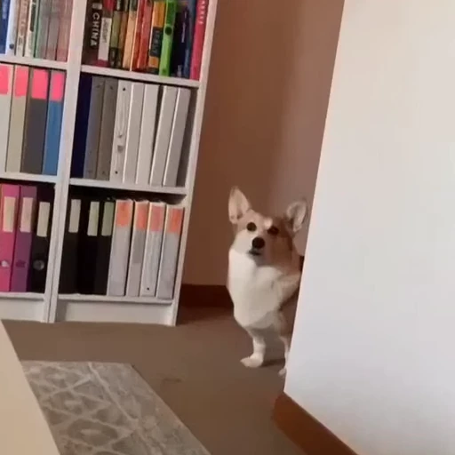 🤩 Стикер «Милые Корги» для Telegram