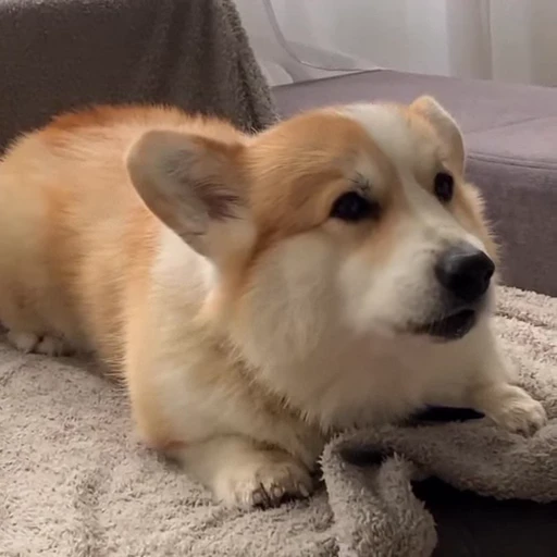 🤩 Стикер «Милые Корги» для Telegram