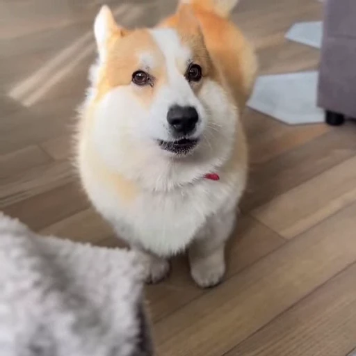 🤩 Стикер «Милые Корги» для Telegram