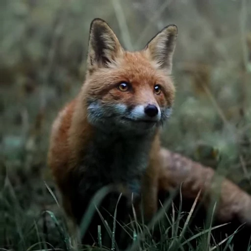 🤩 Стикер «Милые лисички» для Telegram