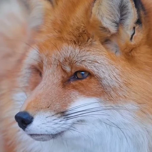 🤩 Стикер «Милые лисички» для Telegram