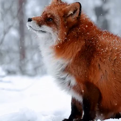 🤩 Стикер «Милые лисички» для Telegram