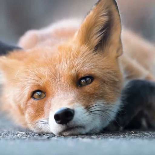 🤩 Стикер «Милые лисички» для Telegram