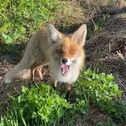 🤩 Стикер «Милые лисички» для Telegram