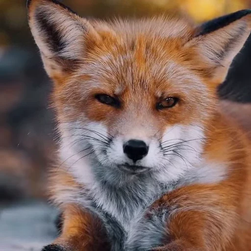 🤩 Стикер «Милые лисички» для Telegram