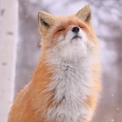 🤩 Стикер «Милые лисички» для Telegram