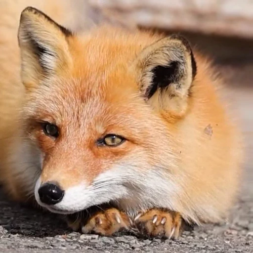 🤩 Стикер «Милые лисички» для Telegram