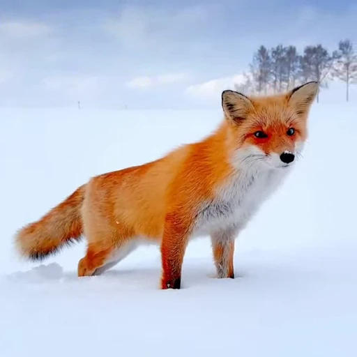 🤩 Стикер «Милые лисички» для Telegram