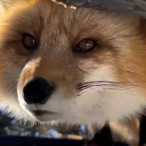 🤩 Стикер «Милые лисички» для Telegram