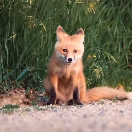 🤩 Стикер «Милые лисички» для Telegram
