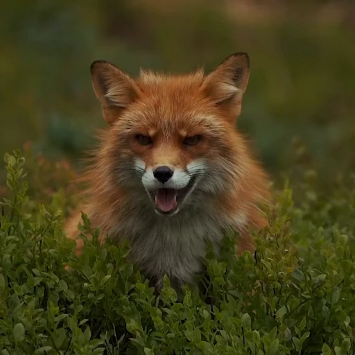 🤩 Стикер «Милые лисички» для Telegram