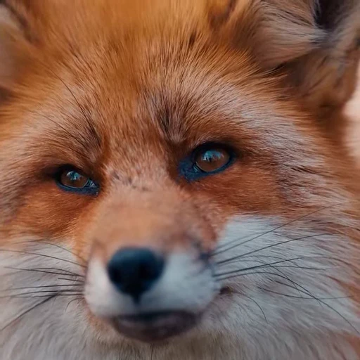 🤩 Стикер «Милые лисички» для Telegram