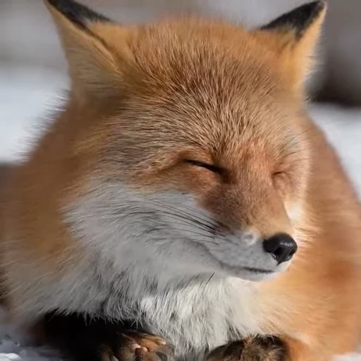 🤩 Стикер «Милые лисички» для Telegram