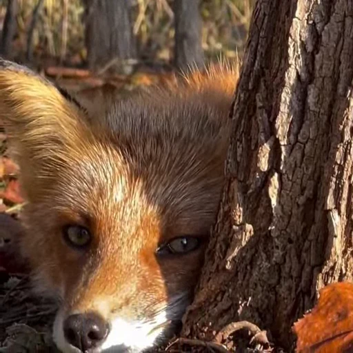 🤩 Стикер «Милые лисички» для Telegram