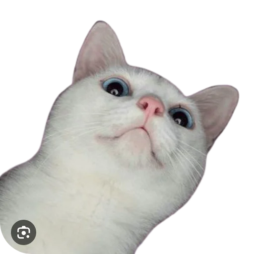 🐱 Стикер «МИЛЫЕ МЕМЫ» для Telegram