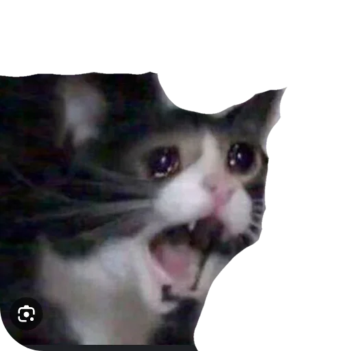 🐱 Стикер «МИЛЫЕ МЕМЫ» для Telegram