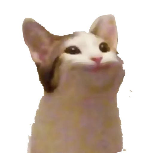 🐱 Стикер «МИЛЫЕ МЕМЫ» для Telegram