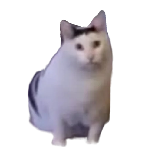 🐱 Стикер «МИЛЫЕ МЕМЫ» для Telegram