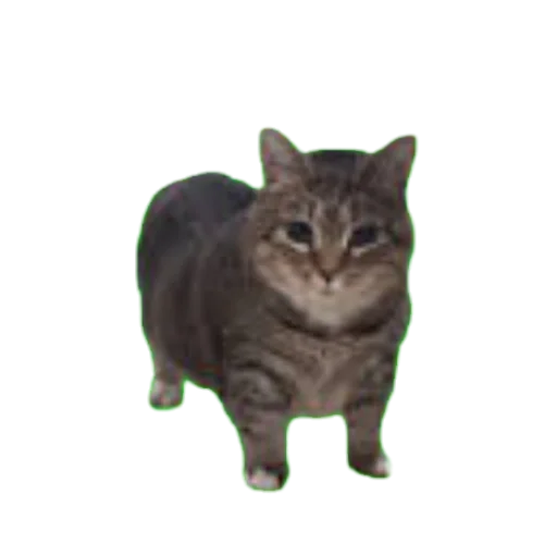 🐱 Стикер «МИЛЫЕ МЕМЫ» для Telegram