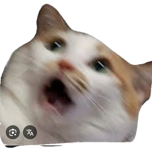 🐱 Стикер «МИЛЫЕ МЕМЫ» для Telegram