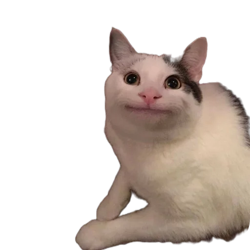 🐱 Стикер «МИЛЫЕ МЕМЫ» для Telegram