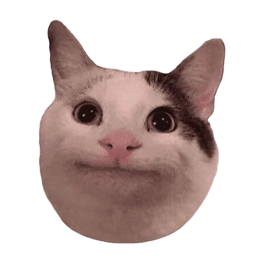 🐱 Стикер «МИЛЫЕ МЕМЫ» для Telegram
