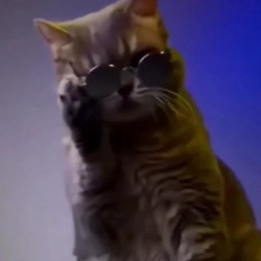 🐈‍⬛️ Стикер «Милые моменты животных» для Telegram