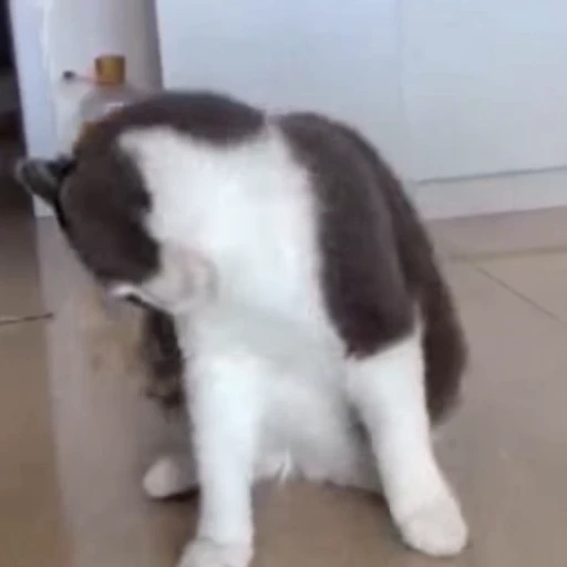 🐈 Стикер «Милые моменты животных» для Telegram