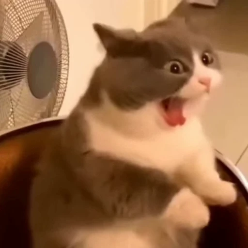 🐈‍⬛️ Стикер «Милые моменты животных» для Telegram