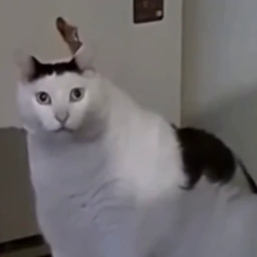 🐈 Стикер «Милые моменты животных» для Telegram