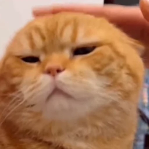 🐈 Стикер «Милые моменты животных» для Telegram