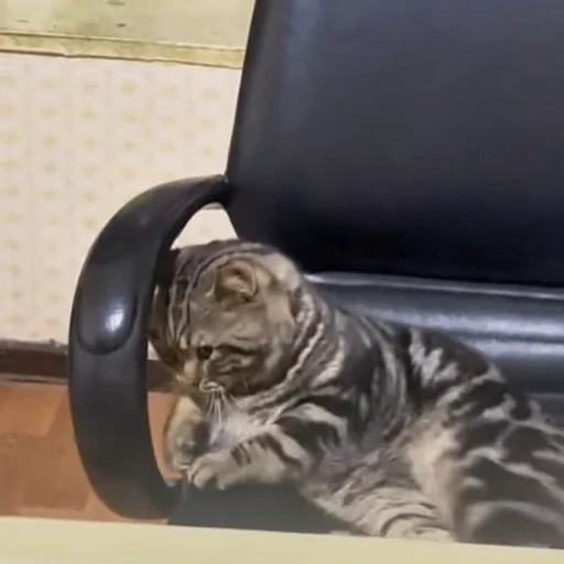 🐈 Стикер «Милые моменты животных» для Telegram
