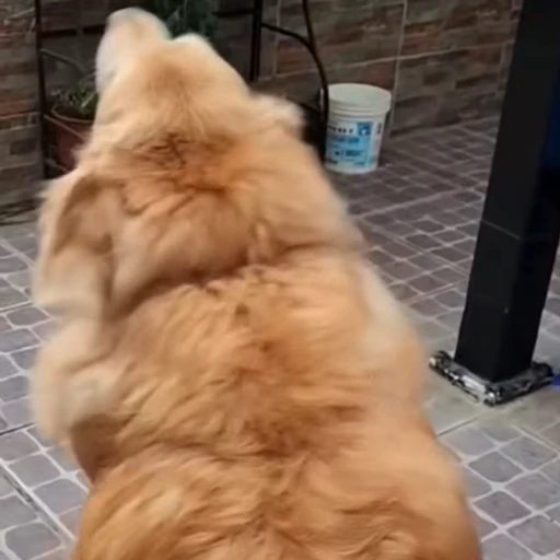 🐕‍🦺 Стикер «Милые моменты животных» для Telegram