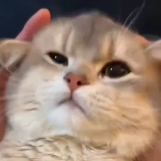 🐈 Стикер «Милые моменты животных» для Telegram