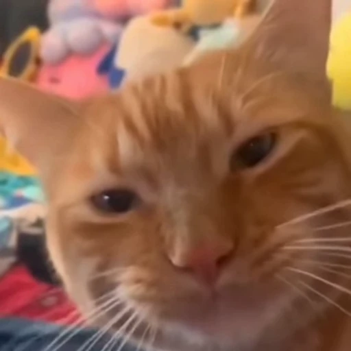 🐈 Стикер «Милые моменты животных» для Telegram