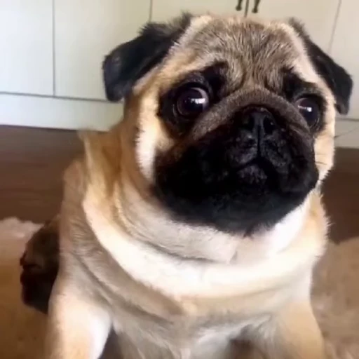 🤩 Стикер «Мопсы» для Telegram