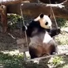 🤩 Эмодзи «Милые пандочки» для Telegram