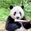 🤩 Эмодзи «Милые пандочки» для Telegram