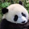 🤩 Эмодзи «Милые пандочки» для Telegram