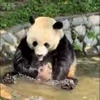 🤩 Эмодзи «Милые пандочки» для Telegram