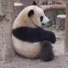 🤩 Эмодзи «Милые пандочки» для Telegram