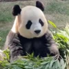 🤩 Эмодзи «Милые пандочки» для Telegram