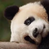 🤩 Эмодзи «Милые пандочки» для Telegram