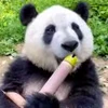 🤩 Эмодзи «Милые пандочки» для Telegram