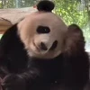 🤩 Эмодзи «Милые пандочки» для Telegram