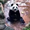 🤩 Эмодзи «Милые пандочки» для Telegram