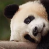 🤩 Эмодзи «Милые пандочки» для Telegram