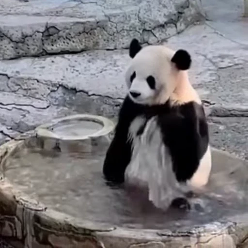 🏊 Стикер «Милые пандочки» для Telegram