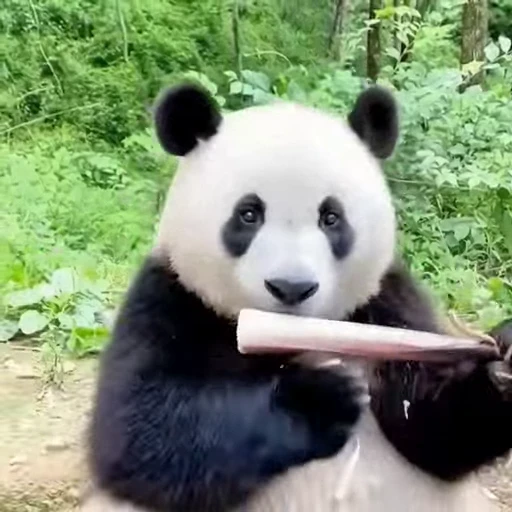 🎋 Стикер «Милые пандочки» для Telegram