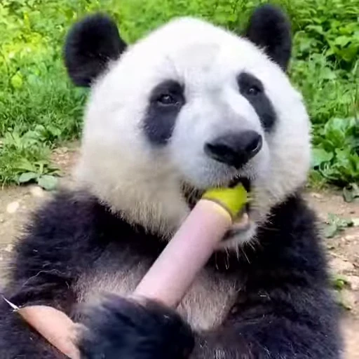 😋 Стикер «Милые пандочки» для Telegram